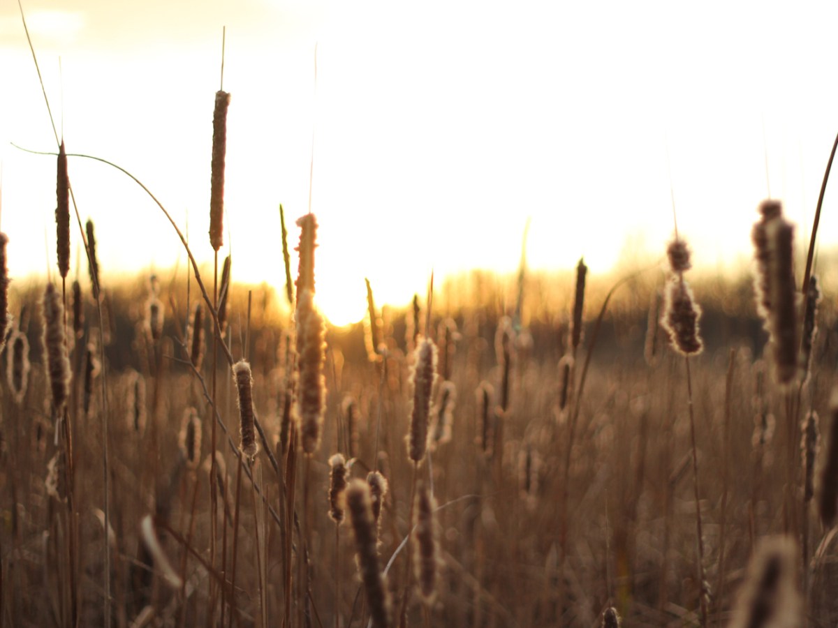 God’s Kindness Through His Providence (Ruth&nbsp;2)