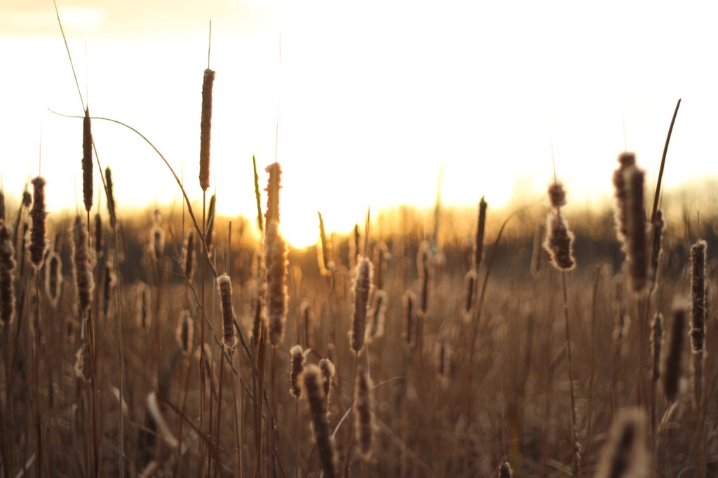 God’s Kindness Through His Providence (Ruth&nbsp;2)